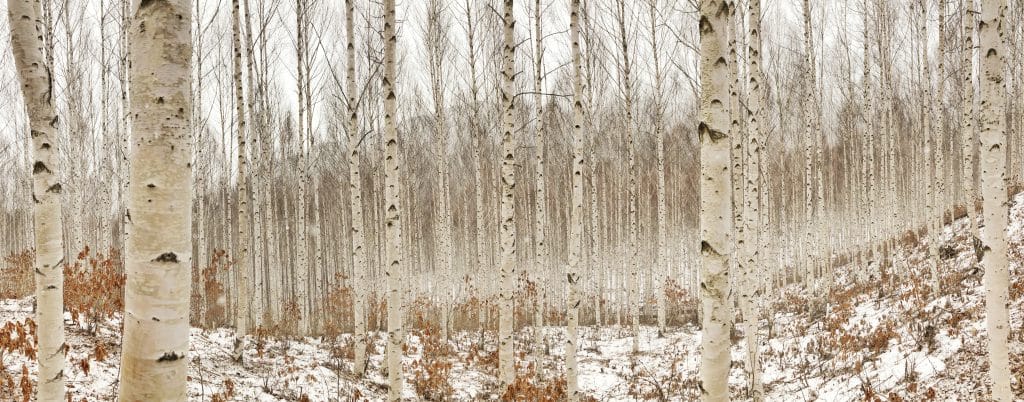 Les plný bříz v zimě